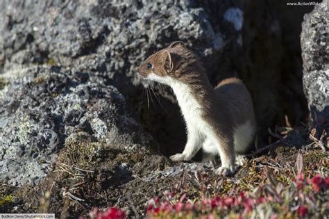 Stoat Ermine Short Tailed Weasel Facts Pictures And Information