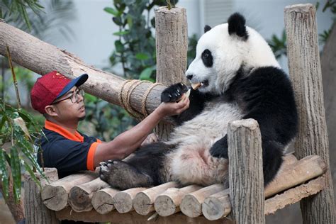 Saving Chinas Pandas Environment Al Jazeera