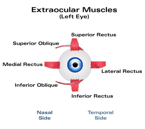 Extraocular Muscles Laramy K Independent Optical Lab Digital Uncut