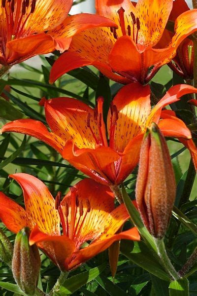 Lilium Bulbiferum Fire Lily Lily Wallpaper Lily