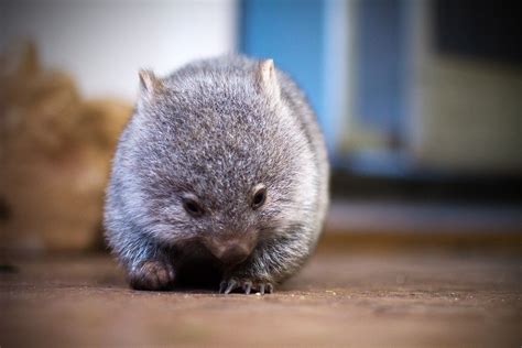 Pin By Carin Smith On Flinders Island Wildlife Cute Animals Baby