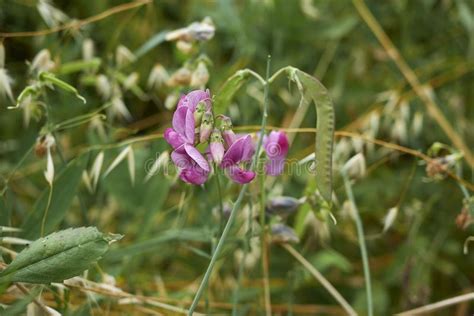 Lilac bushes generally bloom in springtime for several weeks. Pink Purple Flowers And Seed Pods Of Lathyrus Sylvestris ...