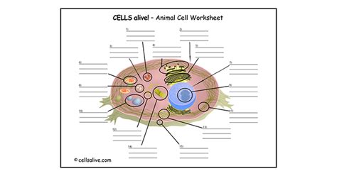 Gap 0 g0 gap 1 g1 s synthesis phase gap 2 g2. Cells alive cell cycle worksheet answers pdf