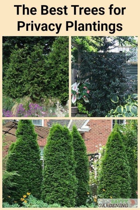 Evergreen Trees For Privacy Best Trees For Privacy Hedge Trees