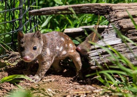 Baby Spotted Tail Quolls Victoria Australia Baby