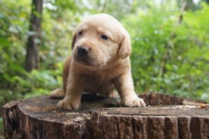 How much do golden retriever puppies cost? Available Puppies For Sale Tennessee | Midsouth Puppies