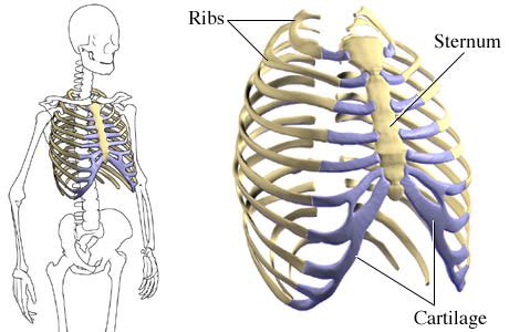 Upper back pain or pain in the rib cage may be significant and come on suddenly, especially if the injury was caused by sudden gradually worsening pain. Parts of the Chest Bones For many, the chest is made up of a single rigid bone called the sternum