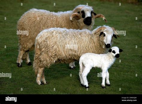 Thones And Marthod Domestic Sheep Ram Ewe And Lamb Stock Photo Alamy