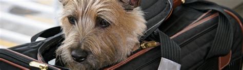 Pets will only be accommodated if they are in a faa approved kennel or carrier that fits under the seat which will allow a maximum size of 9 h x 16 w x 19 d. Spirit Airlines Pet Policy | TripsWithPets.com