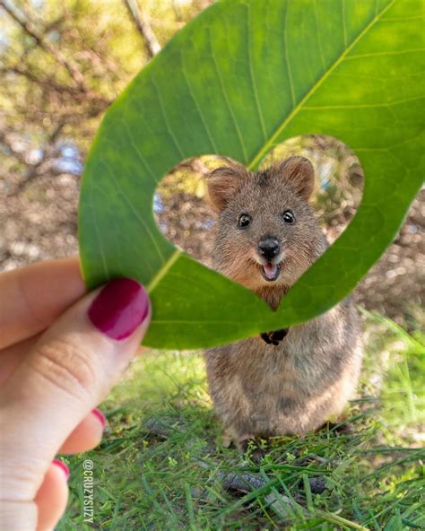 El Quokka Es Conocido Como “el Animal Más Feliz Del Mundo” Y Aquí Hay