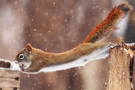 953627 Squirrel Winter Snowing Snow Animals Mammals Rare