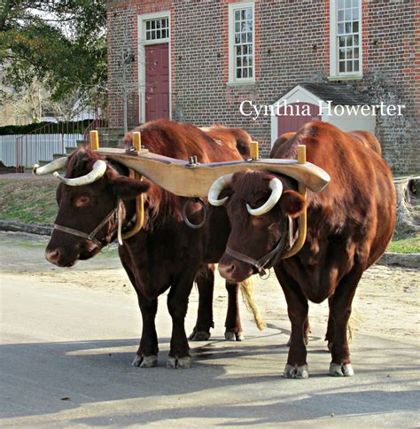 Colonial Quills The Use Of Oxen In Colonial Times By Cynthia Howerter