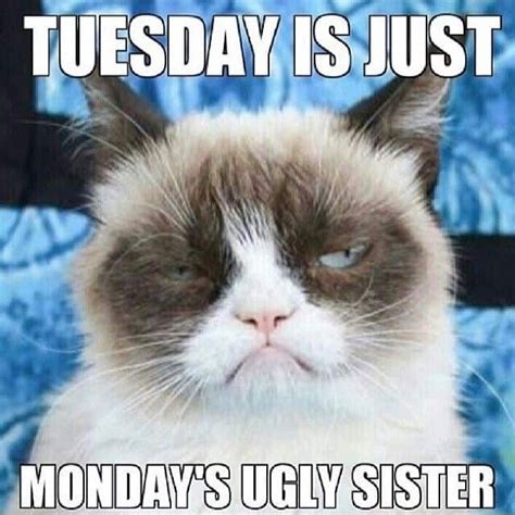 15 Happy Tuesday Memes Best Funny Tuesday Memes Grumpy Cat Humor