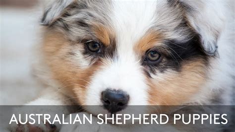 Australian Shepherd Puppies Youtube