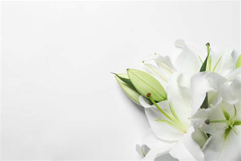 Funeral Flowers White Background Images Browse 10509 Stock Photos