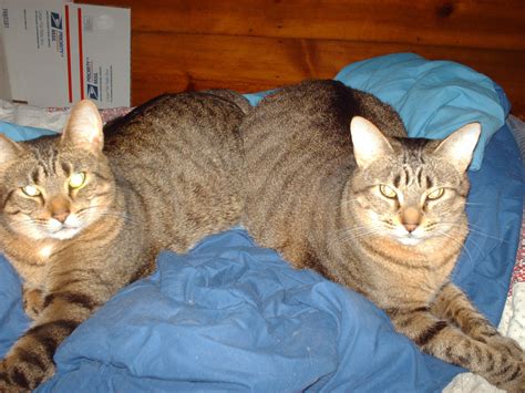 Siamese Twin Cat