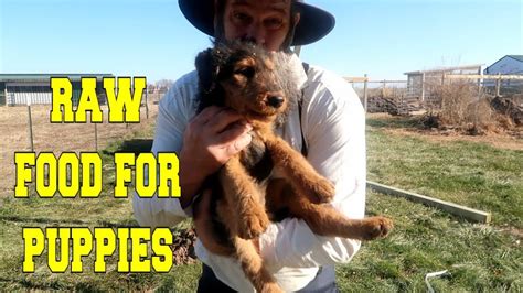 Your pet should be eating: RAW FOOD FOR PUPPY ~ PHASE 2 | Recipes Videos