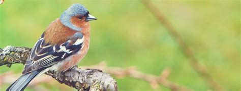 The Chaffinch A Guide To Irelands Garden Birds Petmania