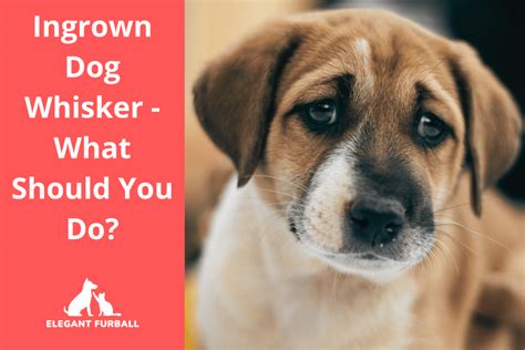 Ingrown Dog Whisker What Should You Do Elegant Furball