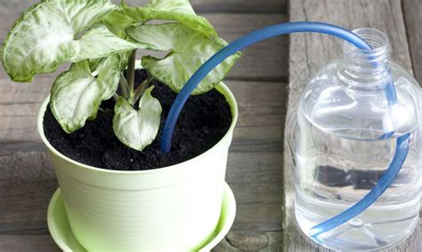 9 Brilliant Ways To Water Your Plants While You Arent Home
