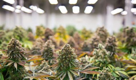 The Rise Of Automation In Cannabis Cultivation 50 Shades Of Green