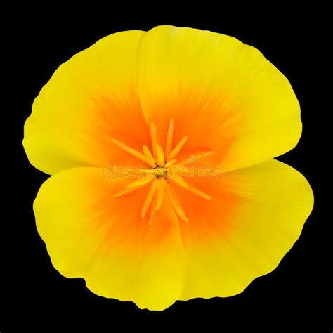 Yellow Wildflower With Orange Center Isolated Stock Image Image Of