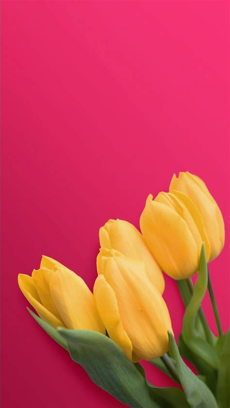 We did not find results for: Yellow Tulips 4K Wallpapers | HD Wallpapers | ID #24821