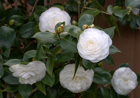 25 When Camellia Blooms Quotes Téléchargement Gratuit By example doodle