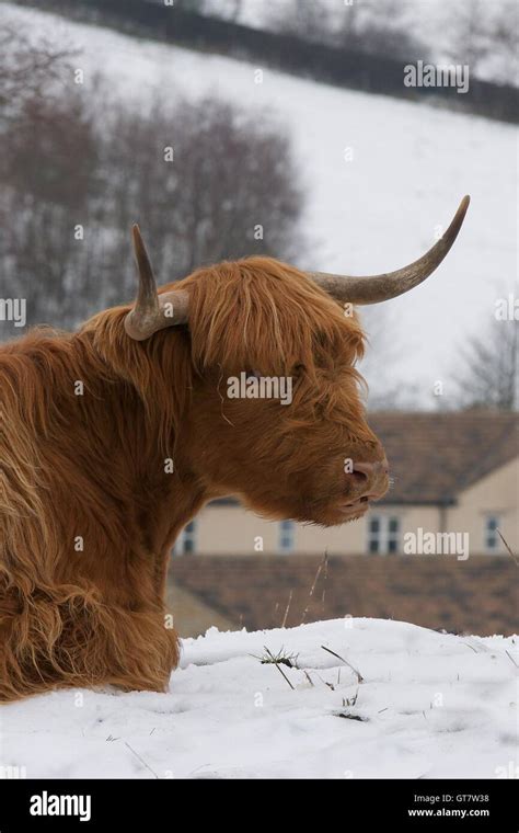 Cow In Snow Hi Res Stock Photography And Images Alamy