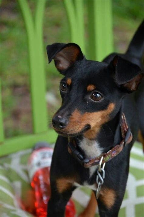 Miniature Pinscher Puppies For Adoption Miniature Pinscher Rescue Dog