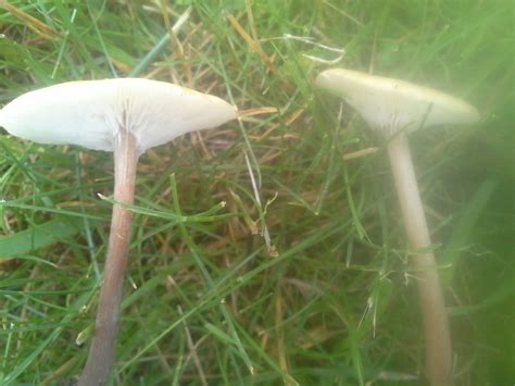 Small Decurrent White Gilled Lawn Mushroom Mushroom Hunting And