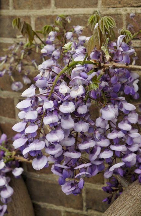 types of wisteria the home garden