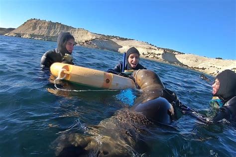 Puerto Madryn Snorkeling Near Wild Sea Lions Experience 2024