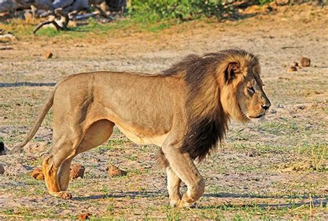 Супертяжёлый танк panzerkampfwagen vii lowe (лев). Männliche Löwen sind besonders bedroht Löwe Cecil war kein ...