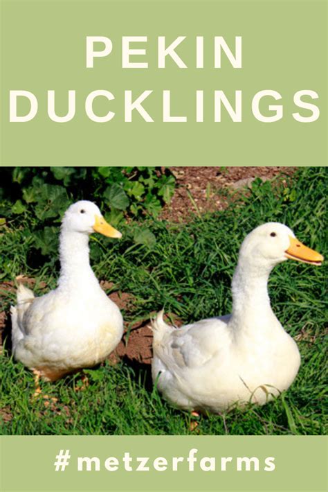 Shop for american pekin duck art from the world's greatest living artists. Out Pekin Ducklings are one of our more popular breeds ...