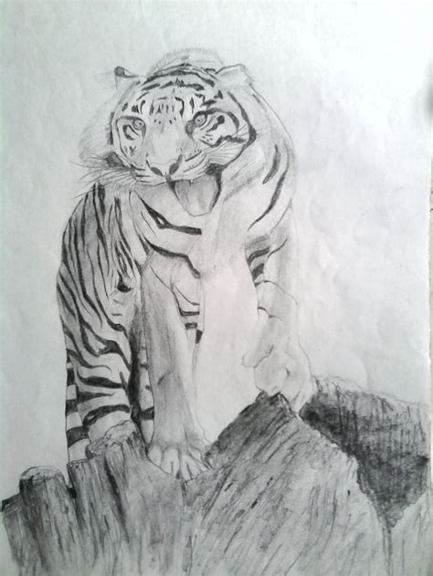 Hd Wallpaper Tiger Draw Pencil Shading Drawing Mammal Cartoon