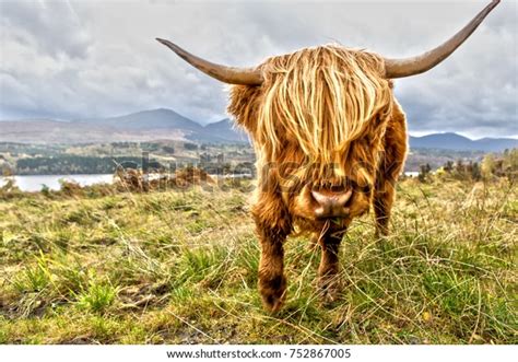 Highland Cow Scotland Stock Photo 752867005 Shutterstock