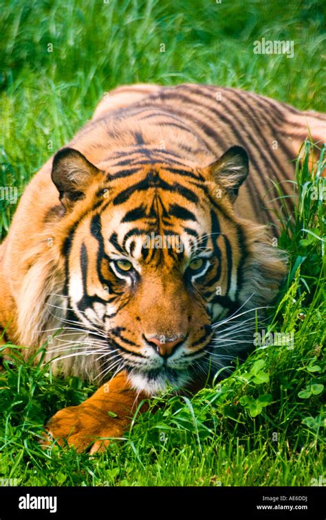 Tigre De Sumatra Retrato Fotograf A De Stock Alamy