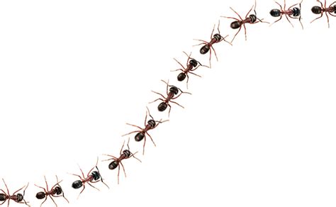 12 Tips For Following The Ant Trail Pest Management Professional