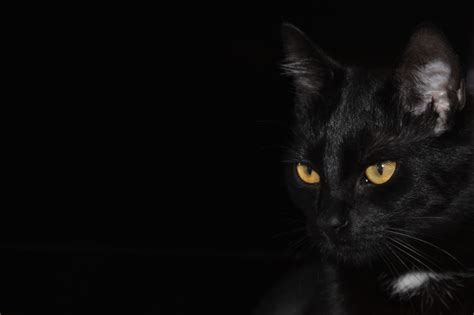 Free Images Black And White Animal Kitten Darkness