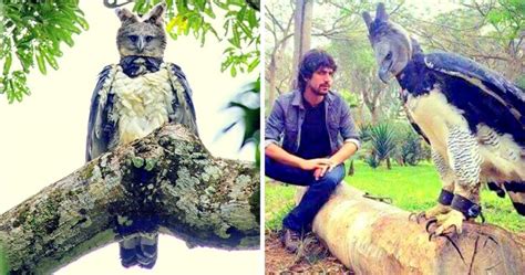 Harpy Eagle Is So Huge That People Often Mistake It For A Human In
