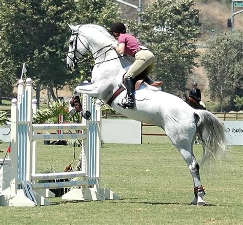 Show Jumping The Best Horse Breeds Just For My Horse