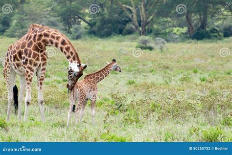 Mom And Baby Giraffe Stock Photo Image 50253732