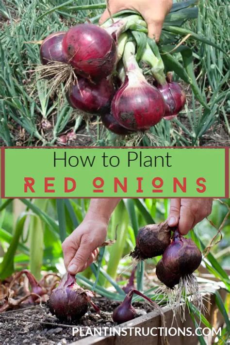 How To Grow Red Onions Plant Instructions