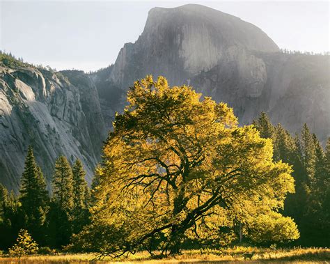 Golden Beech Tree Half Dome Photograph By Lawrence Knutsson