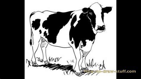 How To Draw A Cow Step By Step Youtube