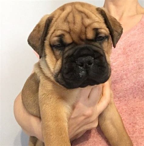 This is bob as a puppy sire of gch cc's get off of my cloud (junior). Bullmastiff Puppies For Sale | Fulton Street, Brooklyn, NY #242105