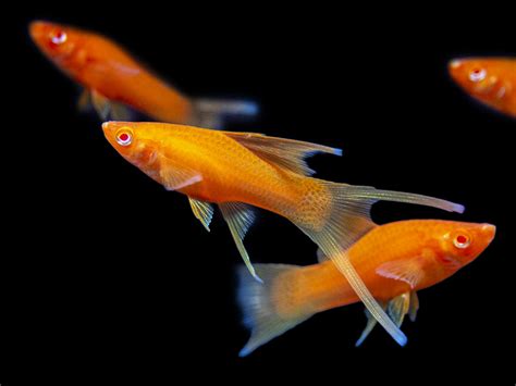 Hi Fin Red Eye Blood Red Lyretail Swordtail Aquatic Arts On Sale