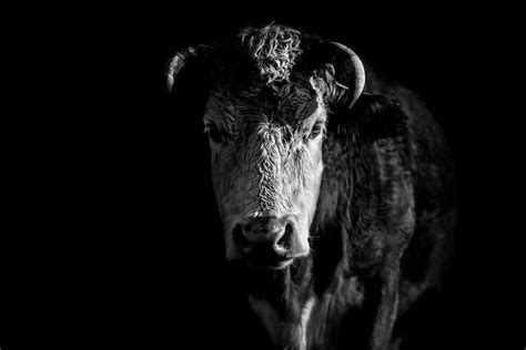 Animal Portraits By British Wildlife Photographer George Wheelhouse