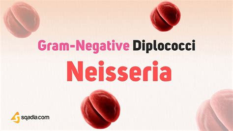 Gram Negative Diplococci Neisseria Gram Neg Cocci Bacteria